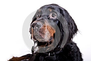 Gordon setter face photo