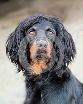 Gordon setter