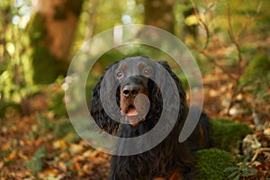 Gordon Setter Portrait, Black dog with long wavy hair surrounded by forest foliage