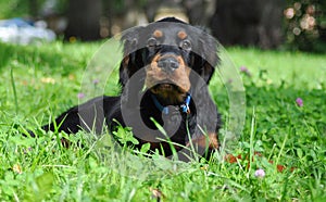 Gordon Setter puppy in the summer