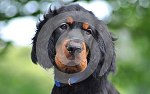 Gordon Setter puppy in the summer