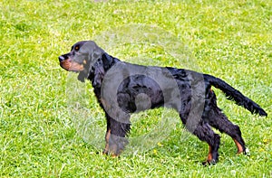 Gordon Setter stands.