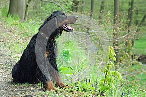 Gordonsetter