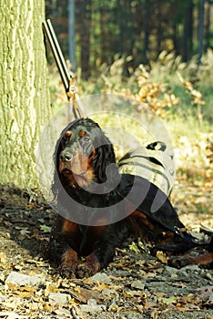 Gordonsetter hunting dog