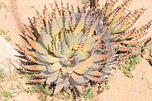 Goree, Aloe melanacantha