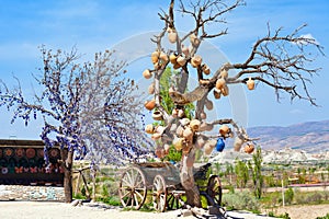 Wooden cart stands under dead tree with clay pots hanging from its branches. Anoter tree with nazar - eye-shaped amulets in Goreme