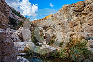 The gorge Ein Gedi, Israel