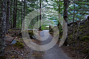 Gorge overlook Trail at North Cascades National Park in Washington State during Spring