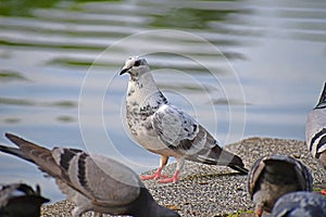 A gorgeos Feral pigeon