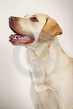 Gorgeous adult yellow Labrador smiling