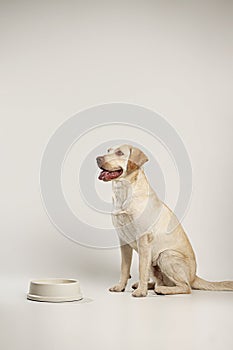 Gorgeous adult yellow Labrador smiling