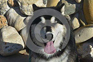 Gorgeous Alaskan Huskey Smiling with Tongue Hanging Out