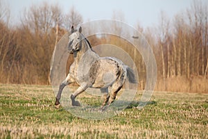 Gorgeous appaloosa running in spring nature