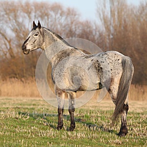 Gorgeous appaloosa standing in nature
