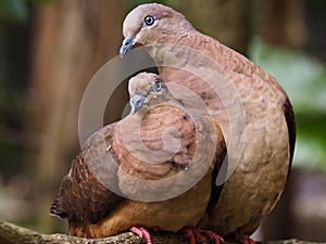 Gorgeous appealing Brown Cuckoo-doves.