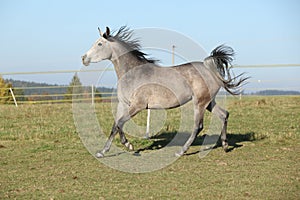 Gorgeous arabian horse running on autumn pasturage