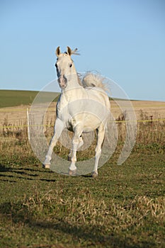 Gorgeous arabian horse running on autumn pasturage