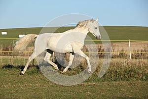 Gorgeous arabian horse running on autumn pasturage