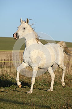 Gorgeous arabian horse running on autumn pasturage