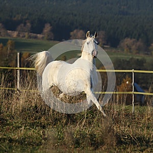 Gorgeous arabian horse running on autumn pasturage