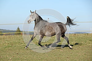 Gorgeous arabian horse running on autumn pasturage