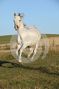 Gorgeous arabian horse running on autumn pasturage