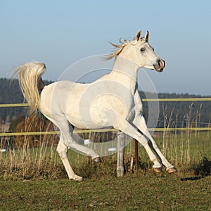 Gorgeous arabian horse running on autumn pasturage