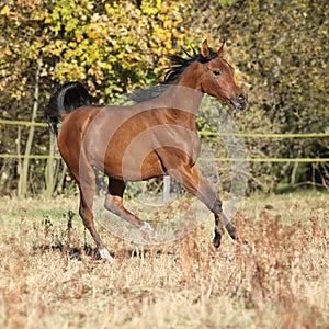 Gorgeous arabian horse running on autumn pasturage