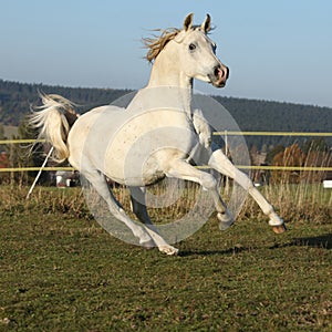 Gorgeous arabian horse running on autumn pasturage