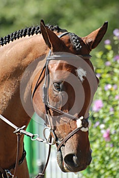 Beautiful Arabian Mare At a Horse Show