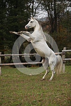 Gorgeous arabian stallion prancing