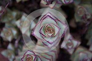 Gorgeous areal close-up of a String of Buttons - or Crassula Perforata photo