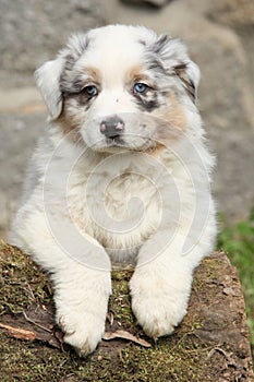 Gorgeous australian shepherd puppy looking at you