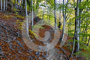 Gorgeous autumn landscape panorama of a scenic forest