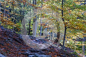 Gorgeous autumn landscape panorama of a scenic forest