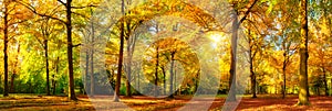 Gorgeous autumn panorama of a sunny forest