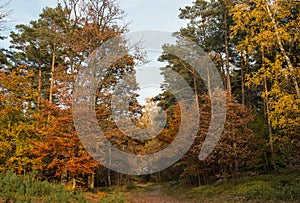 Gorgeous autumnal trail in Fischbeker Heide during daylight