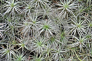 Gorgeous background of spikey green plants