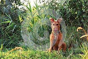 Gorgeous beautiful purebred young funny obedient hunting dog puppy Irish Terrier breed sits on the nature outdoors in