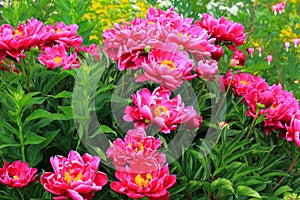 Gorgeous beauty close up view of pink peony bush. Amazing colorful nature flower background