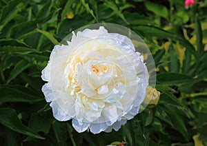 Gorgeous beauty close up view of white peony flower isolated. Amazing nature flower background