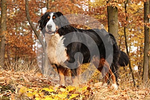 Bellissimo montagna il cane piedi autunno foresta 