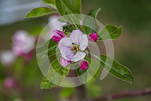 Gorgeous beutiful blooming apple tree brunch isolated. Gorgeous backgrounds