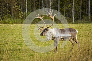 Gorgeous big male reindeer Rangifer tarandus