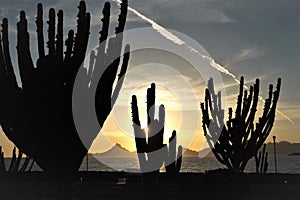 GORGEOUS BIG SAGUAROS AND SUNSET photo