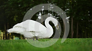 Gorgeous bird feeding on sunny day in park. Tranquil swan walking outdoors