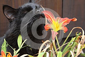 Gorgeous Black Cat Sniffing Flower Close Up photo