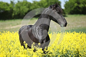 Gorgeous black friesian horse in colza field