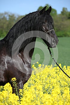 Gorgeous black friesian horse in colza field