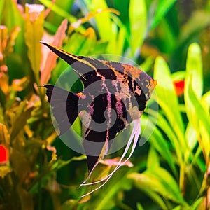 Gorgeous black and red pterophyllum fish in aquarium